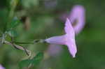 Cotton morning-glory